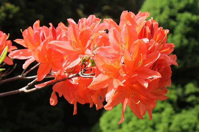 Rhododendron (lat. Rhododendron)