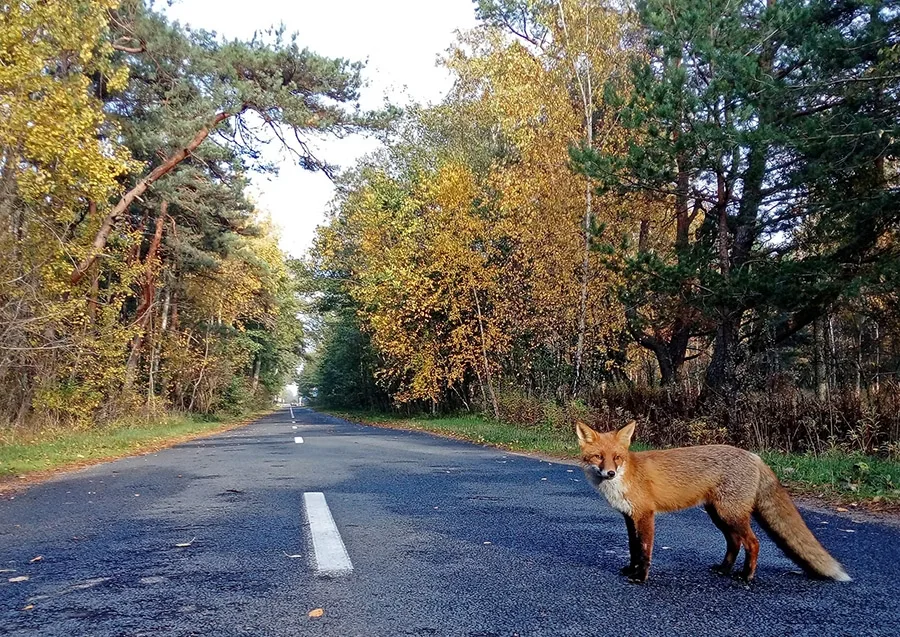 Ein kurischer Fuchs bettelt auf der Straße