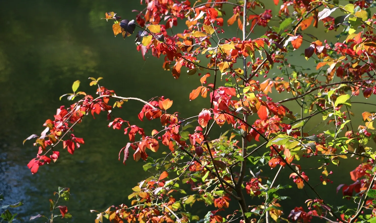 The Rominta Forest. Autumn spindle trees above the Krasnaya.