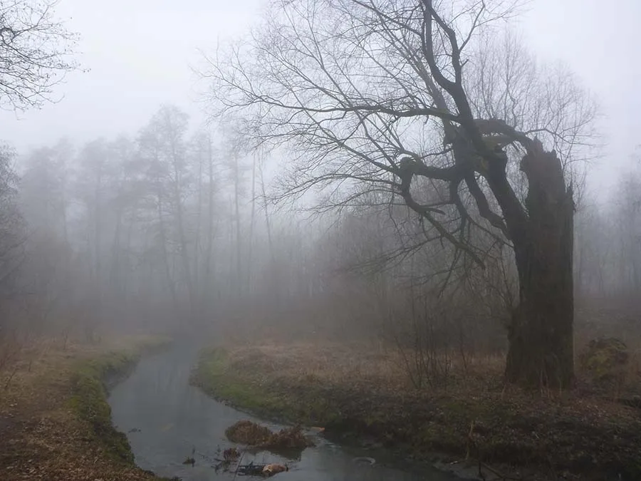 Herbstnebel im Kalthöfer Park