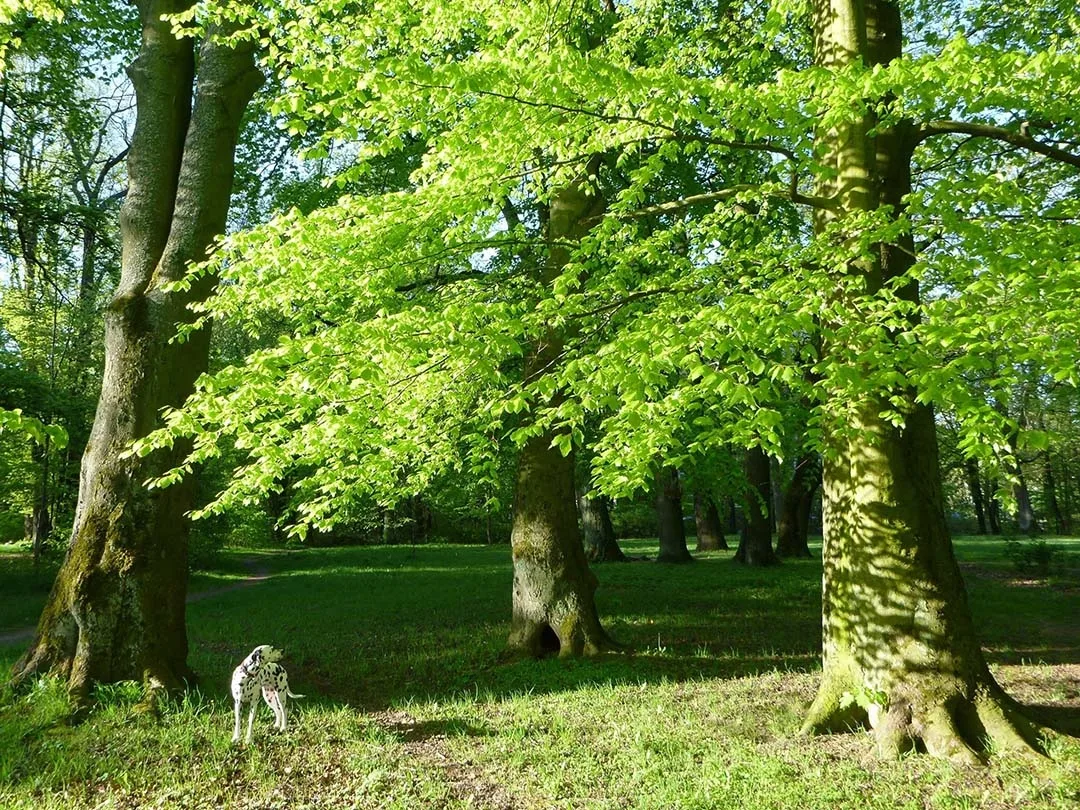 Kalthöfer Park (Kleistpark)