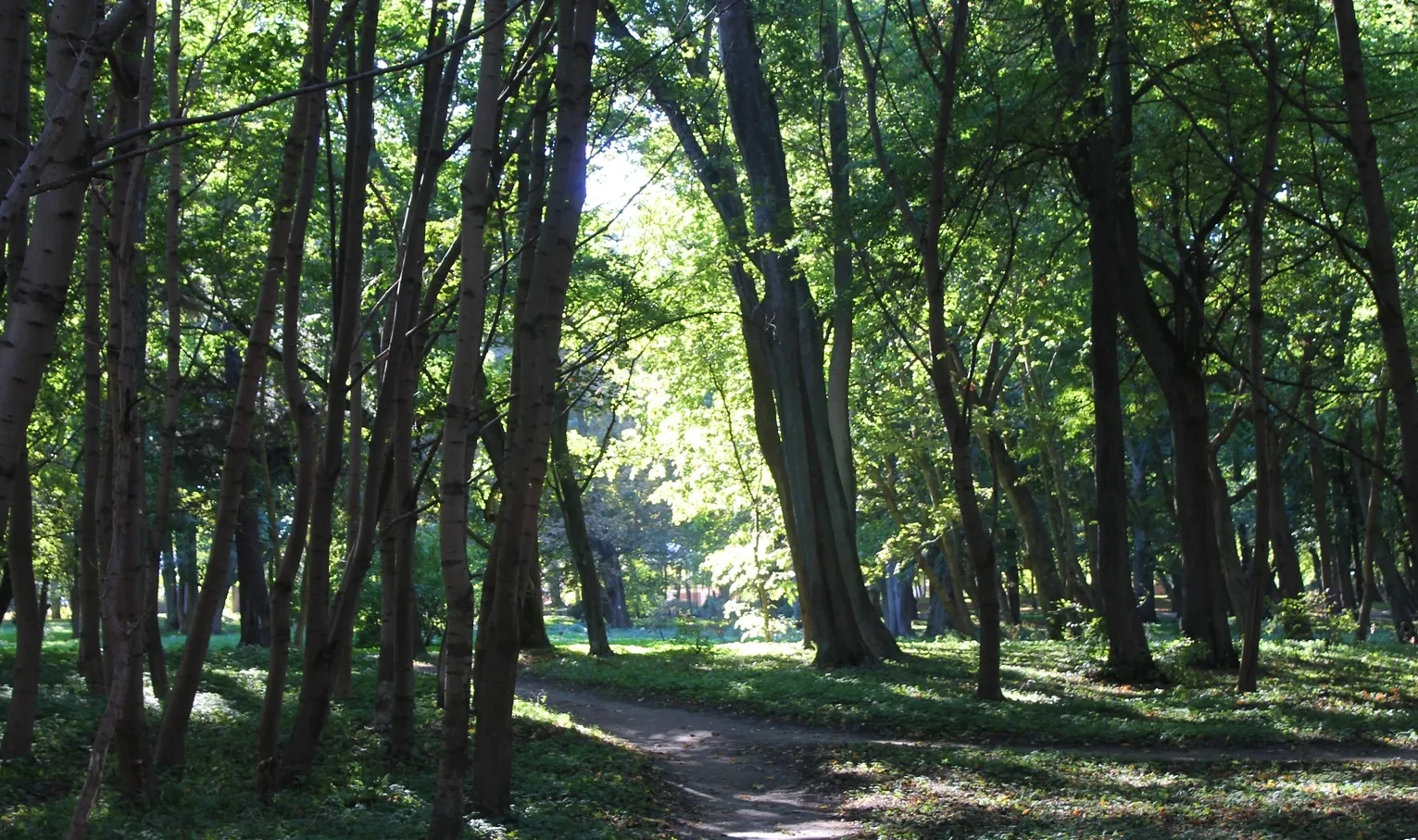 Paths in Moritz Becker Park. Photo by Natalya Antonova