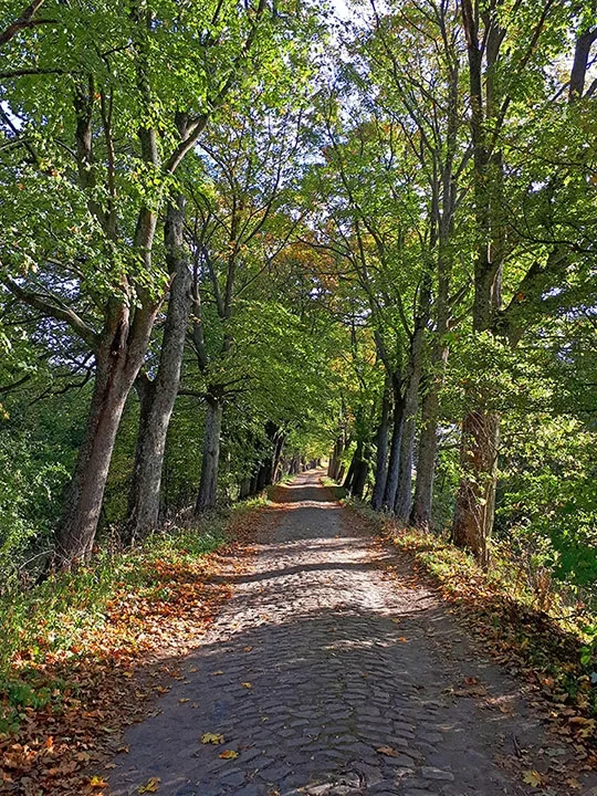 Осокино (Паньес)