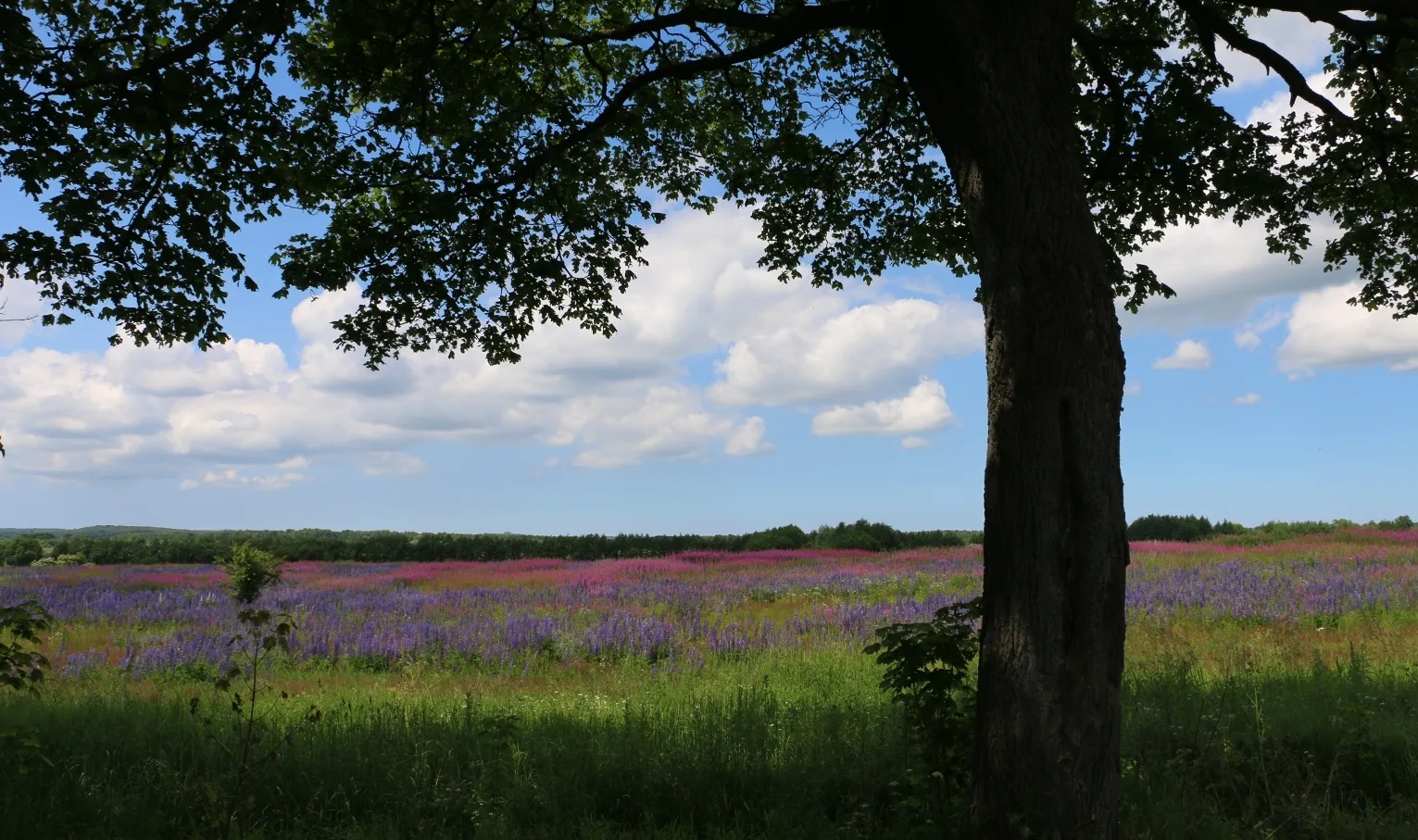 Where do dreams lead? To the Kaliningrad Region!