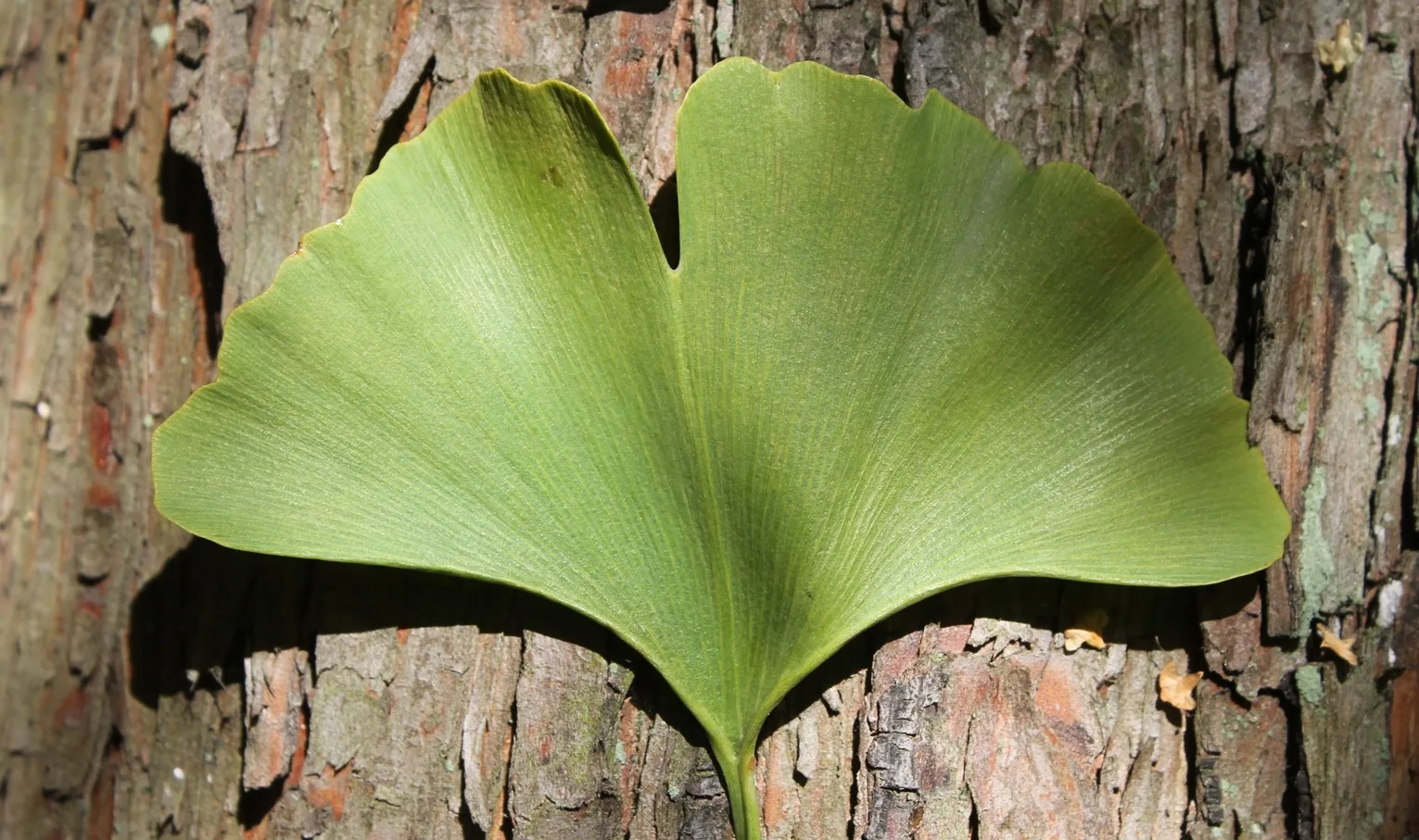 A leaf of the ginkgo against the bark of the same tree. Photo by Natalya Antonova
