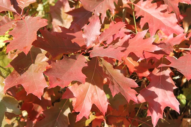 Red oak (Quercus rubra)