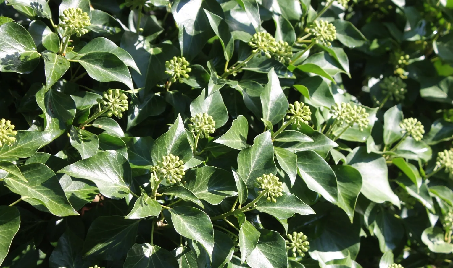 Common ivy. Photo by Natalya Antonova
