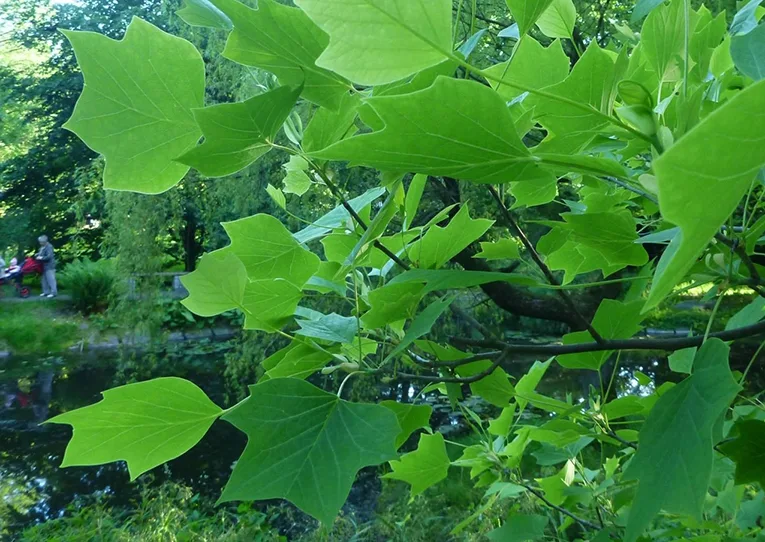 Tulipanowiec