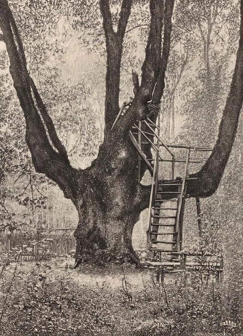 Die alte Linde in Hirschau
