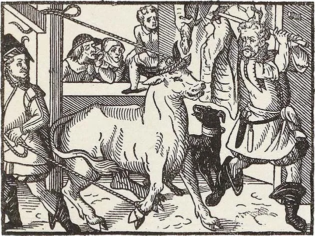 Slaughtering the ox