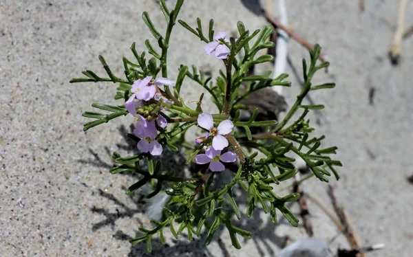 Sea rocket
