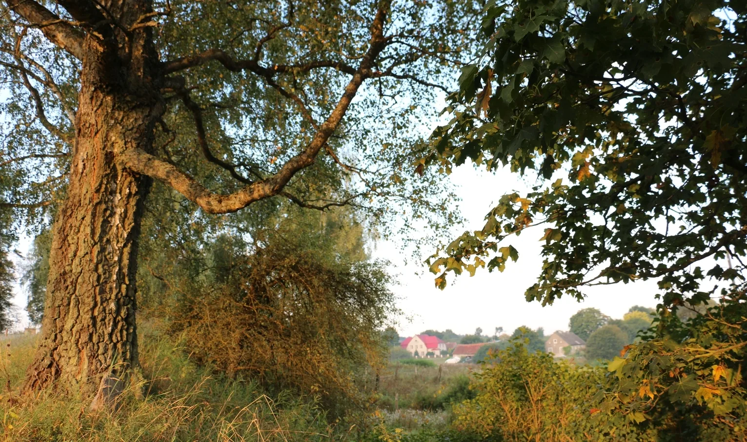 The Rominta Forest. The village of Krasnolesye at dawn.