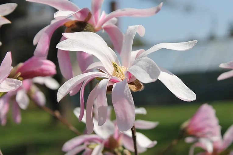 Magnolia (lat. Magnolia)