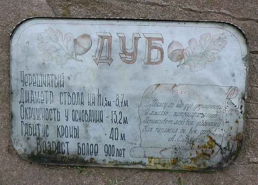 Ладушкинский дуб — самое старое дерево КО