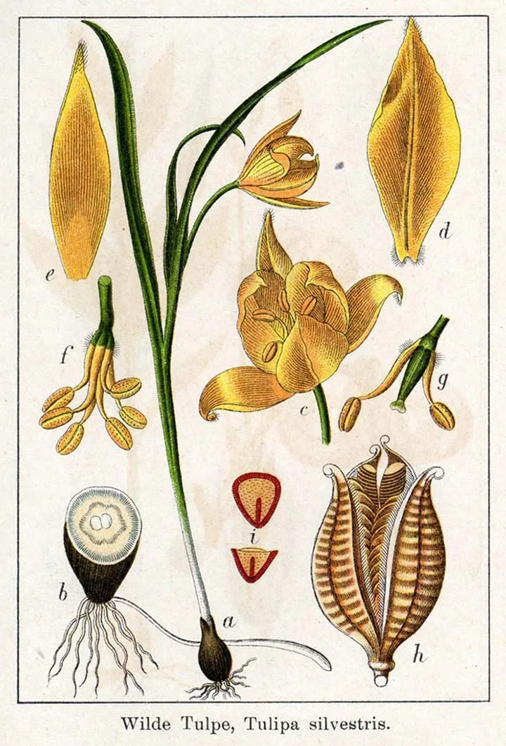 Botaninė iliustracija