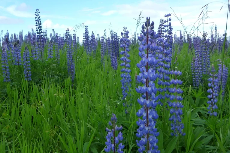 Large-leaved lupin (lat. Lupínus polyphýllus)