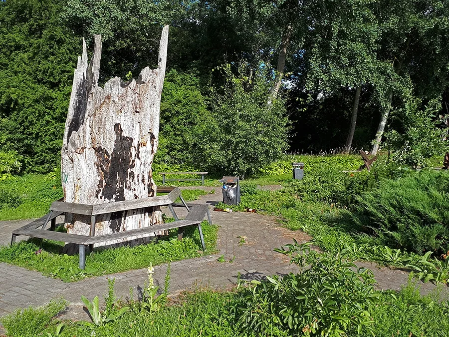 Überreste der Friedenseiche in Primorsk